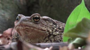Orman portre, yapraklarda, güneşlenme Kurbağa kurbağa hayvanlar makro görünümü ahşap