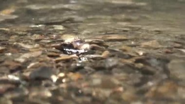 Dağ Nehri Kapanışı, Spring Brook, Deresi Taşlı, Kayalıklı, Doğa Manzaralı