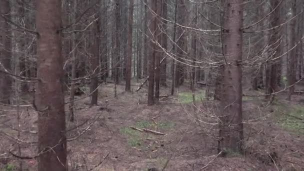 Spacery Lesie Deszcz Dzień Pov Drewnie Natura Straszny Widok — Wideo stockowe