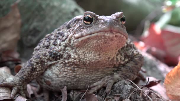Kikker Forest Close Toad Zonnebaden Bladeren Dieren Macro Weergave Hout — Stockvideo