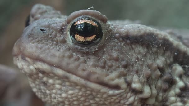 Kikker Forest Close Toad Zonnebaden Bladeren Dieren Macro Weergave Hout — Stockvideo