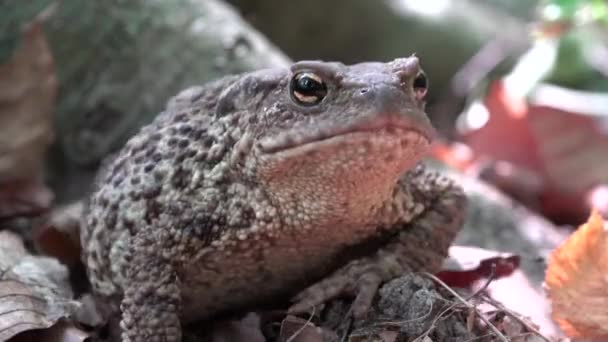 Frog Forest Closeup Toad Sunbathing Leaves Animals Macro View Wood — Stock Video