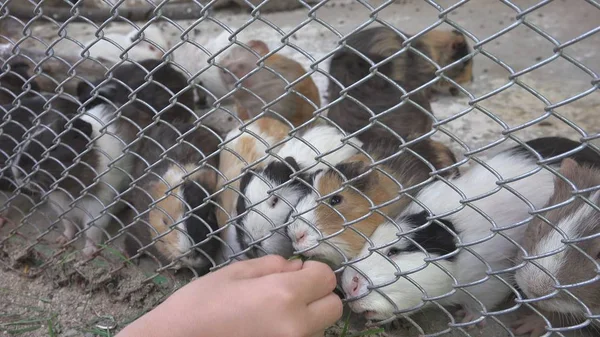Állatkert Park Tengerimalacok Etetése Gyerekek Szerelem Állatok Kedvtelésből Tartott Állatok — Stock Fotó
