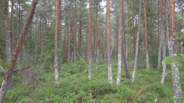Gün, Wood, doğa korkunç görünümü Pov yağmur ormanında yürüyüş