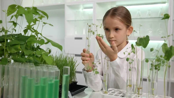 Criança Laboratório Química Escola Kid Science Experiment Aula Biologia Educacional — Fotografia de Stock