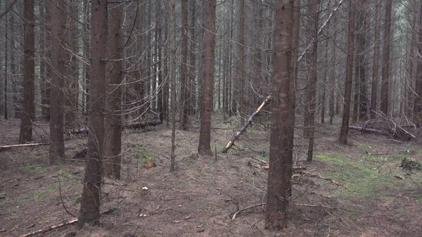 Περπάτημα Στο Δάσος Βρέχει Ημέρα Pov Ξύλο Τρομακτικό Θέα Φύση — Φωτογραφία Αρχείου