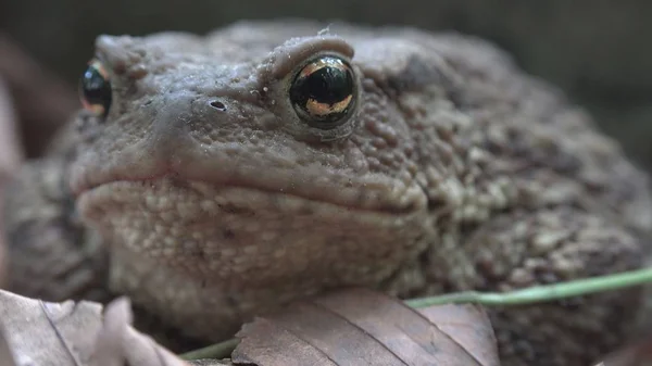 Frog Forest Closeup Toad Sunbathing Leaves Animals Macro View Wood — Stock Photo, Image