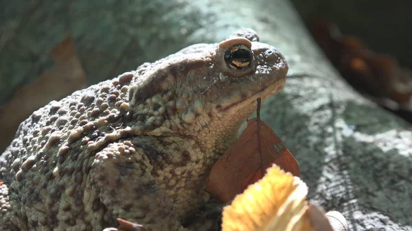 Frog Forest Closeup Toad Sunbathing Leaves Animals Macro View Wood — Stock Photo, Image