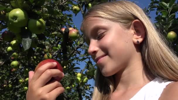 Dítě Jablko Kid Sadu Farmář Dívka Studovat Plody Stromu — Stock video