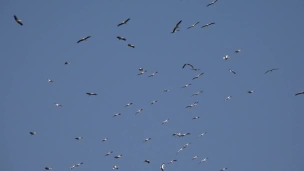 Stork Flying Multidão Pássaros Brancos Céu Azul Rebanho Aves Europeias — Vídeo de Stock