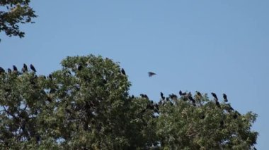 Bulutlu Gökte Uçan Karga Sürüsü, Uçan Kuzgunlar, Havadaki Kuşlar, Yaz