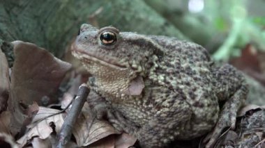 Orman portre, yapraklarda, güneşlenme Kurbağa kurbağa hayvanlar makro görünümü ahşap