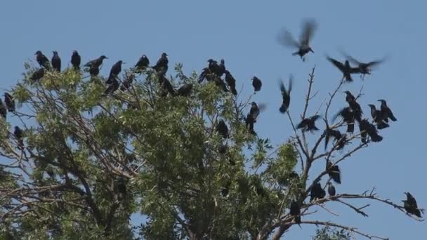 Flock Crows Lecące Chmurnym Niebie Kruki Locie Ptaki Powietrzu Lato — Wideo stockowe