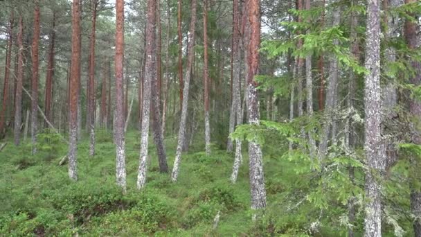 Spacery Lesie Deszcz Dzień Pov Drewnie Natura Straszny Widok — Wideo stockowe
