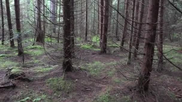 Caminhando Floresta Dia Chuva Pov Madeira Natureza Vista Assustadora — Vídeo de Stock