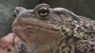 Orman portre, yapraklarda, güneşlenme Kurbağa kurbağa hayvanlar makro görünümü ahşap