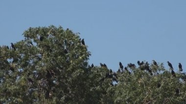 Bulutlu Gökte Uçan Karga Sürüsü, Uçan Kuzgunlar, Havadaki Kuşlar, Yaz