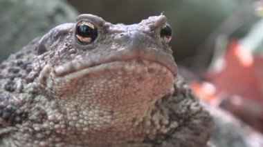 Orman portre, yapraklarda, güneşlenme Kurbağa kurbağa hayvanlar makro görünümü ahşap