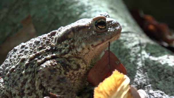 Orman Portre Yapraklarda Güneşlenme Kurbağa Kurbağa Hayvanlar Makro Görünümü Ahşap — Stok video