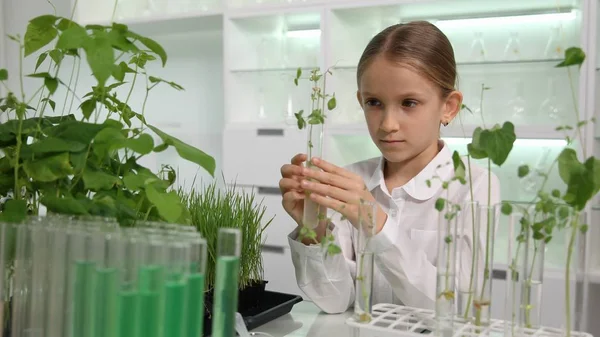 Gyermek Kémia Laborban Iskola Tudomány Növekvő Magról Nevelt Növények Biológia — Stock Fotó