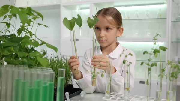 化学実験室で苗を育てる学校科学の子植物の生物学のクラス — ストック写真