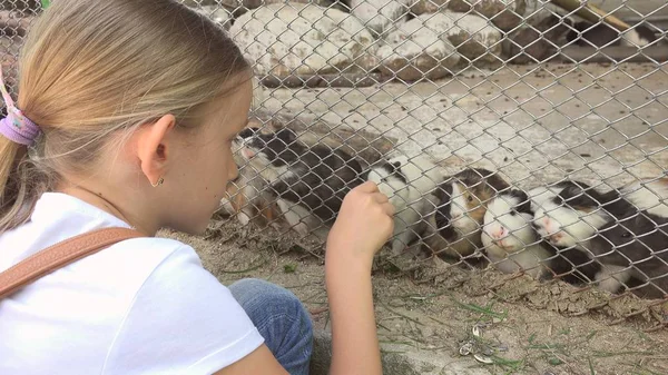 Çocuk Hayvanat Bahçesi Park Eskiden Şiling Şimdi Pigs Hayvanlar Evcil — Stok fotoğraf
