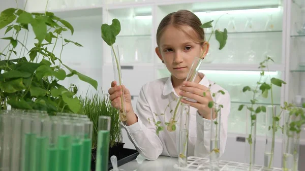 Enfant Laboratoire Chimie Sciences Scolaires Cours Biologie Des Plantes Semis — Photo