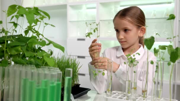 Dítě Chemické Laboratoři Školní Věda Pěstování Semenáčků Rostliny Biologie Třída — Stock video