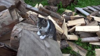 Kediler çiftlik bahçesinde, yavru kedi, bahçede oturan kedi kedi fotoğraf arıyor