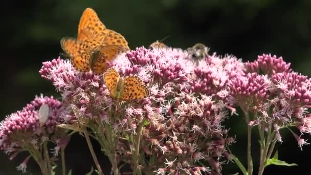Літаючі метелики, метелик на квітка в природі, з видом на сад з комахами — стокове відео