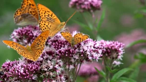 Borboletas voadoras, Borboleta na flor na natureza, Vista jardim com insetos — Vídeo de Stock