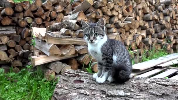 Кошки в фермерском дворе, котенок, смотрящий в камеру, киска, сидящая в саду — стоковое видео