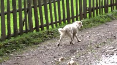 Sokaklar, sürtük Runabout arama avcılık Mama, evsiz üzerinde yürüyen köpek