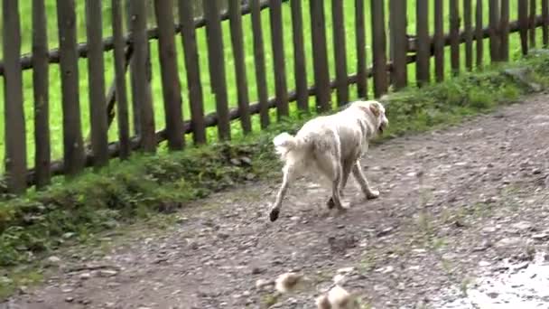 Собака гуляет по улицам, бродячая собака катер в поисках пищи для охоты, бездомные — стоковое видео