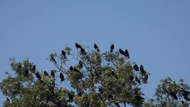 Kraaien op tak, vliegende kudde, menigte van raaf in boom, zwarte vogel, close up — Stockvideo