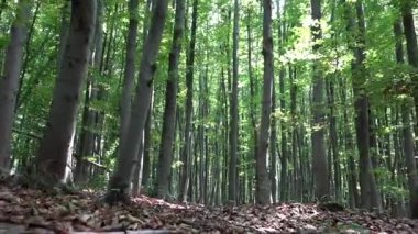 Orman, kamp, yürüyüş yeşillik izleme yaprakları, güneş ışınları kiriş ahşap şubeleri