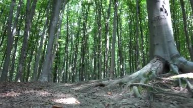 Orman, kamp, yürüyüş yeşillik izleme yaprakları, güneş ışınları kiriş ahşap şubeleri