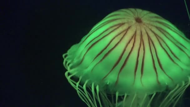 Jellyfish Floating in Aquarium, Jellyfishes Swimming, Medusa, Aquatic Animals — Stock Video
