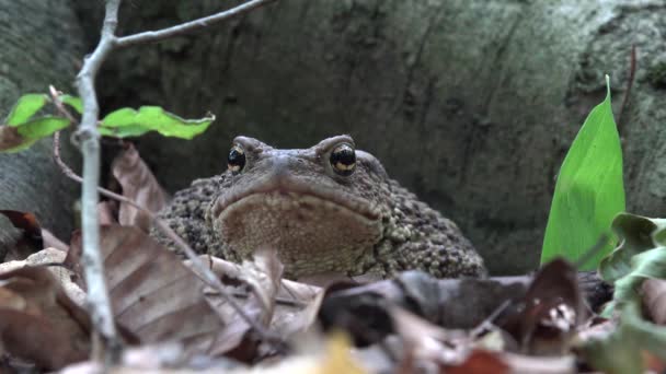 Rana nella foresta Avvicinamento, Rospo che prende il sole nelle foglie, Animali Vista macro in legno — Video Stock