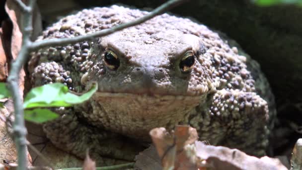 Βάτραχος στο δάσος Closeup, Toad ηλιοθεραπεία στα φύλλα, ζώα μακρό-εικόνα σε ξύλο — Αρχείο Βίντεο