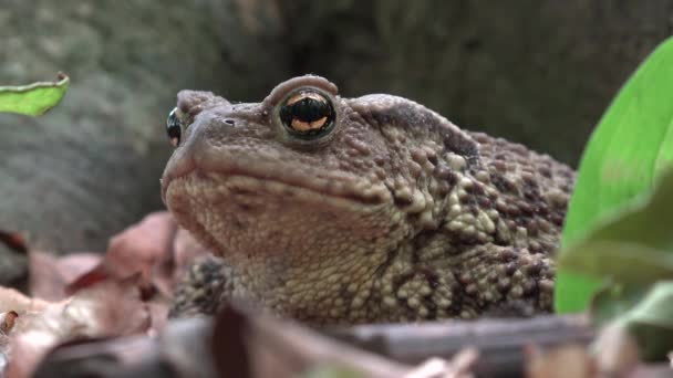 Βάτραχος στο δάσος Closeup, Toad ηλιοθεραπεία στα φύλλα, ζώα μακρό-εικόνα σε ξύλο — Αρχείο Βίντεο