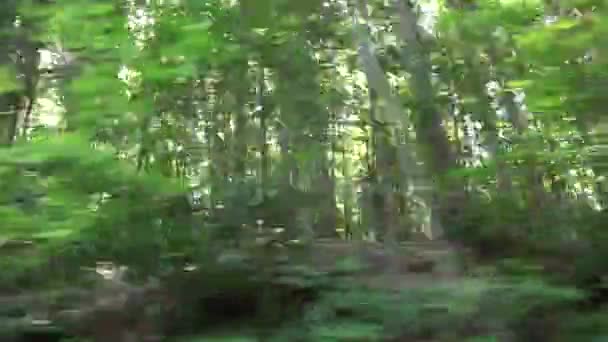 Jízda lesem, Wood Road Traffic, Pov Tracking Car, Auto Window View, Nature — Stock video