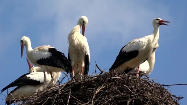 Bociany gniazdo na słupie, rodzina ptaków zagnieżdżanie, stado bocianów w niebo, natura widok — Wideo stockowe