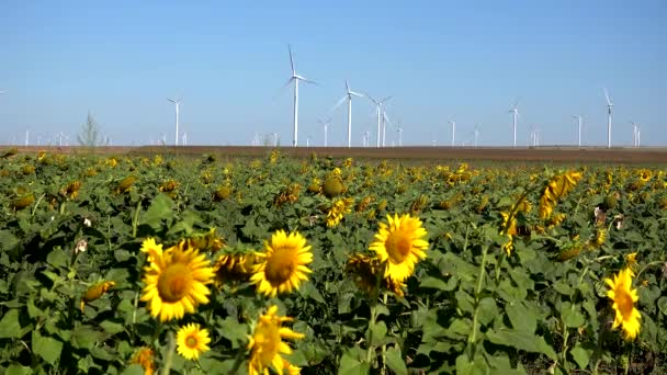 Molinos de viento, Turbinas eólicas, Agricultura Campo de trigo Generador de energía, Electricidad — Vídeo de stock