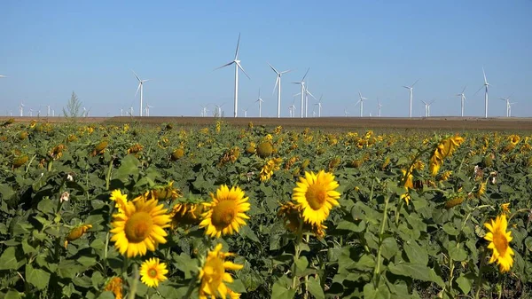 Molinos de viento, Turbinas eólicas, Agricultura Campo de trigo Generador de energía, Electricidad — Foto de Stock