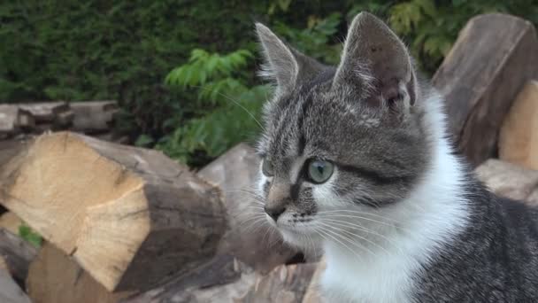 Gatti in cortile, Gattino Ritratto, Gatto Figa seduto in giardino, Gatto Occhi — Video Stock