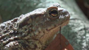 Orman portre, yapraklarda, güneşlenme Kurbağa kurbağa hayvanlar makro görünümü ahşap