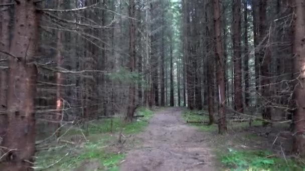 Caminhando na floresta no dia da chuva, POV em madeira, Natureza Vista assustadora — Vídeo de Stock