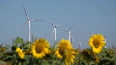 Rüzgar türbinleri, Tarım Ayçiçeği Alanı Jeneratör Elektriği
