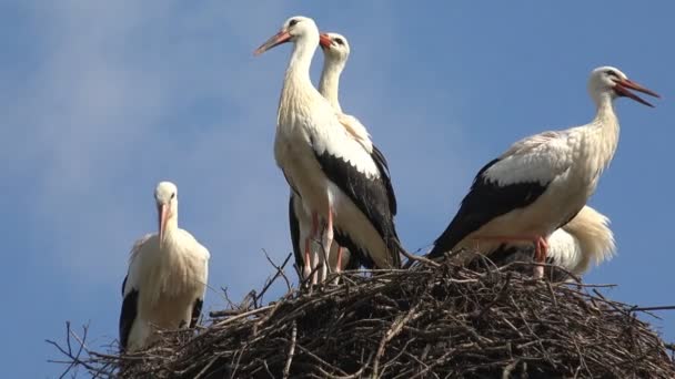 Bociany gniazdo na słupie, rodzina ptaków zagnieżdżanie, stado bocianów w niebo, natura widok — Wideo stockowe